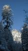 Les arbres ont le privilge de voir le soleil