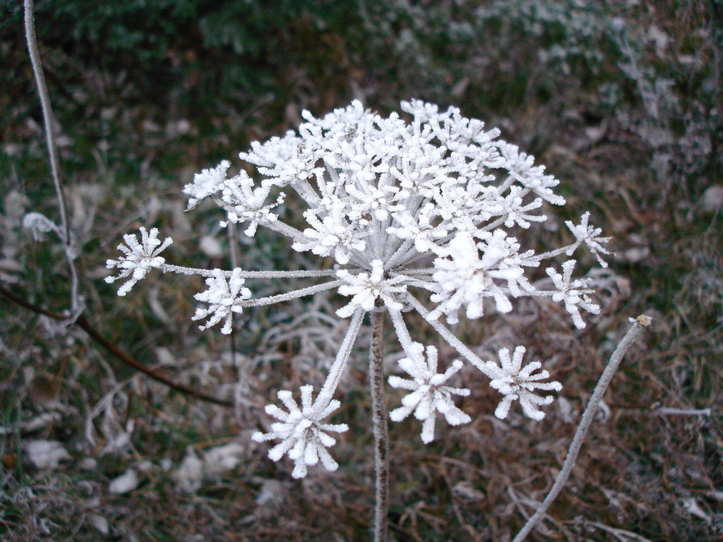 Givre opaque